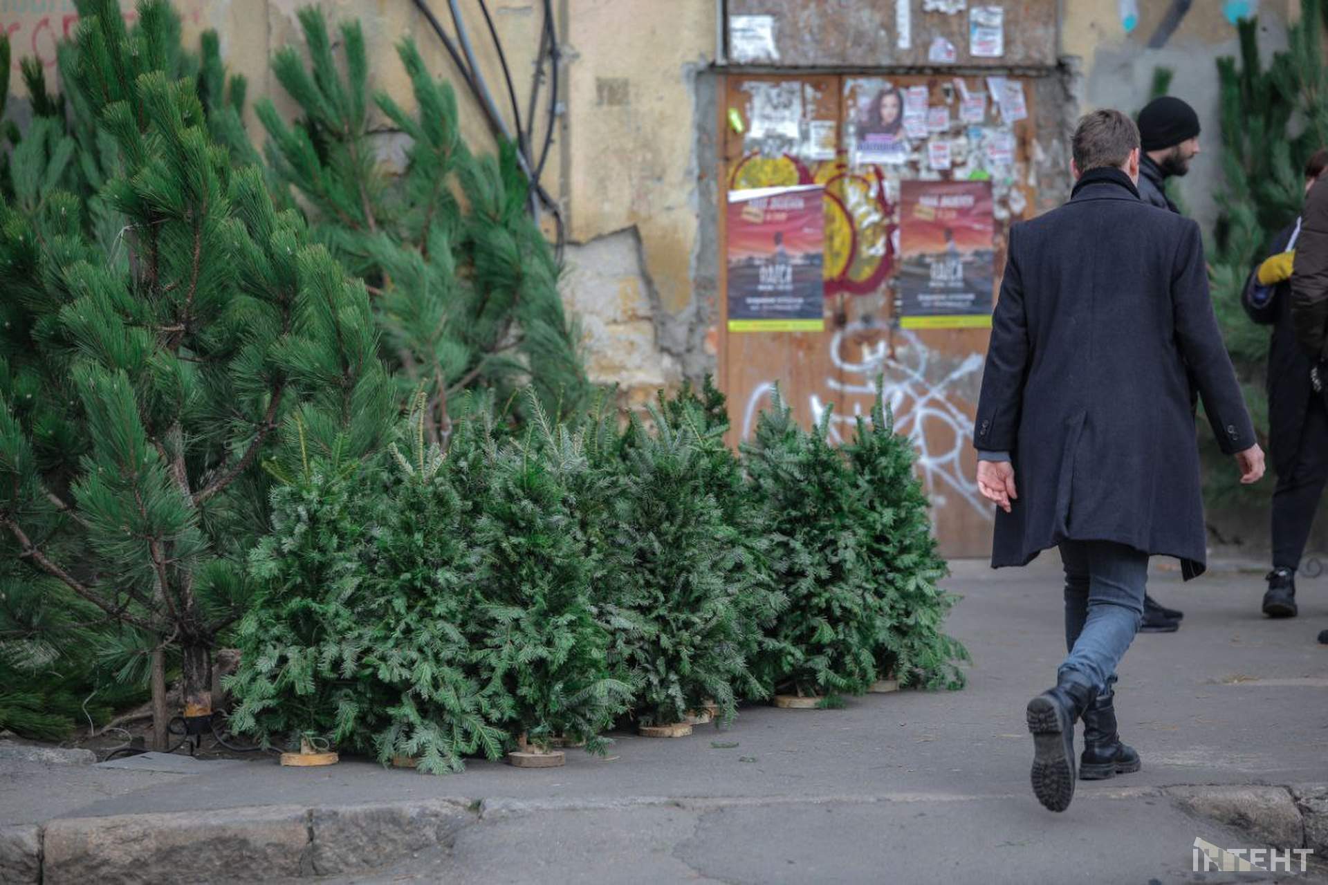Ялинковий базар: скільки коштує "новорічне дерево"