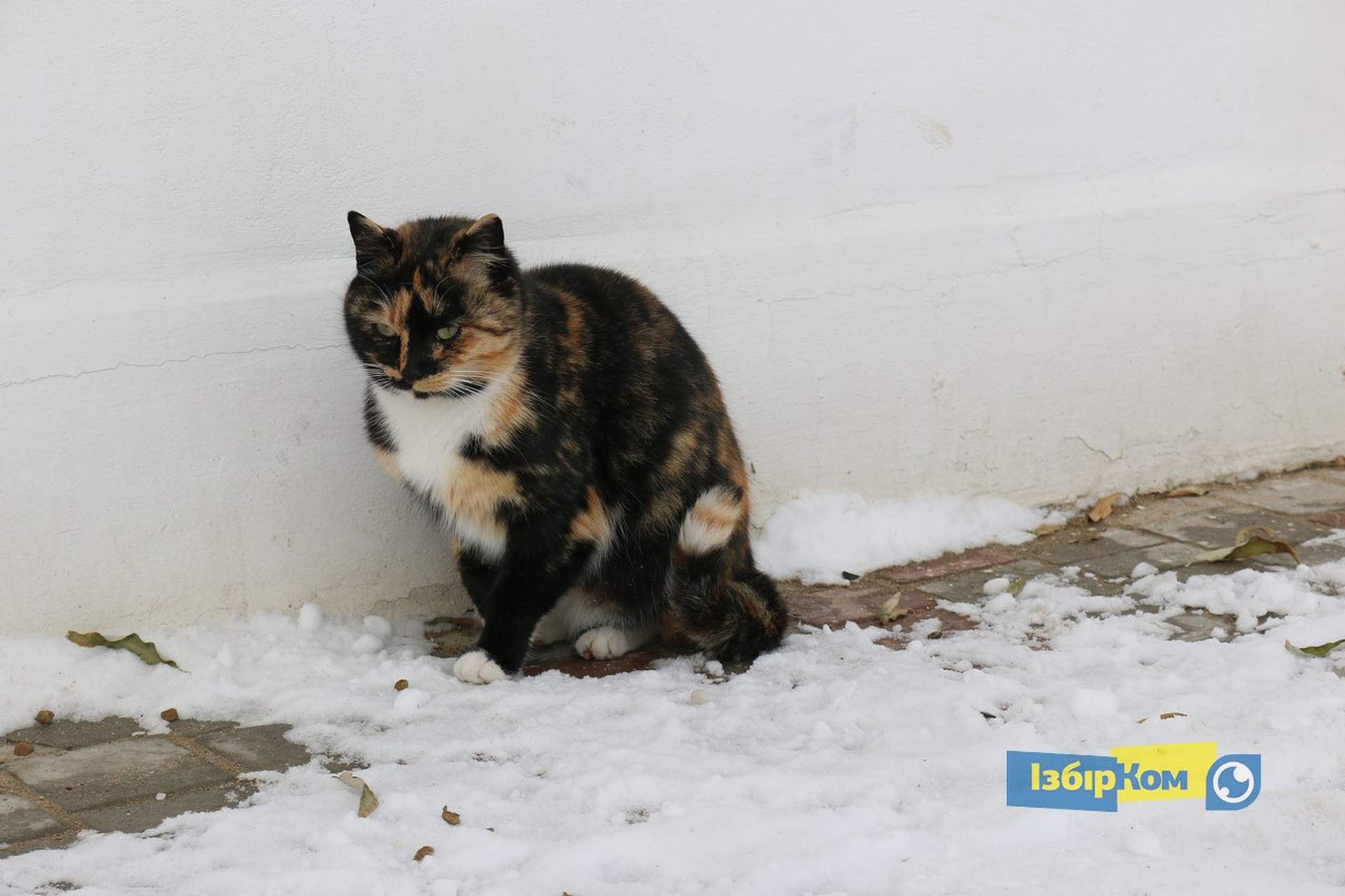 Как усатые жители Лузановки справляли новоселье