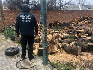 Поліцейський "чорний" лісоруб з подільниками постануть перед судом