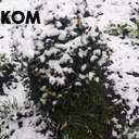 На Одещині пішов квітневий сніг