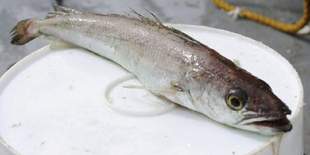 Фірма з Одеси забезпечить рибою миколаївські школи за майже 2 мільйони