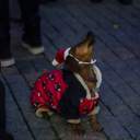 В Одесі запалили головну новорічну ялинку міста