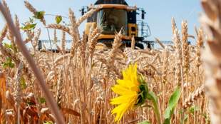 «Віджаті» елеватори і грабіжницькі закупівлі: як окупанти крадуть зерно Луганщини