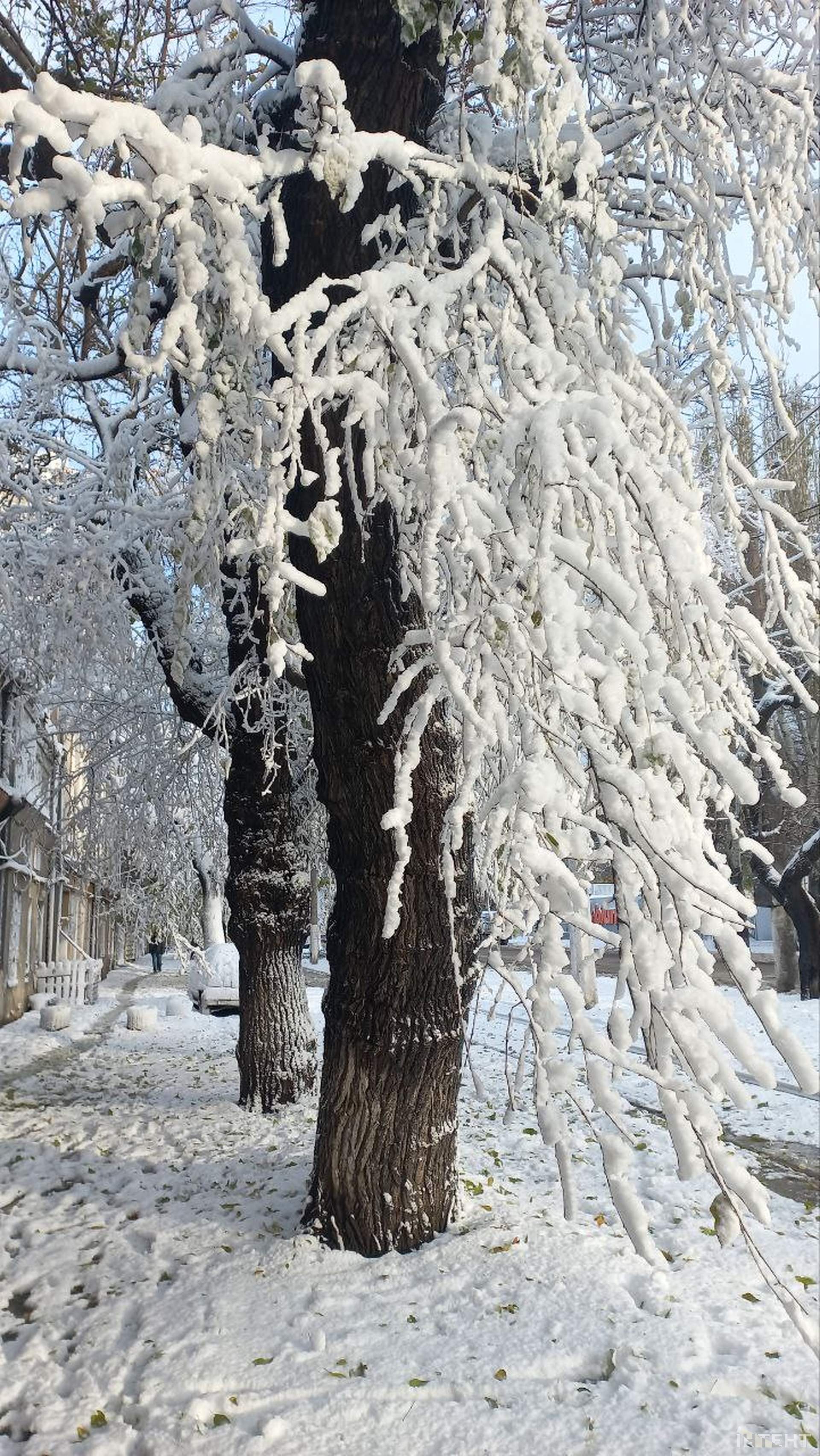 Повалені дерева та засніжена Одеса у світлинах Інтента