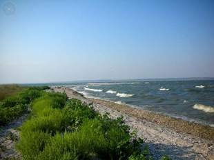 До Дністровського лиману повернулися осетри та севрюга