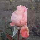 Зимові квіти: через аномально теплу погоду на Одещині зацвіли троянди