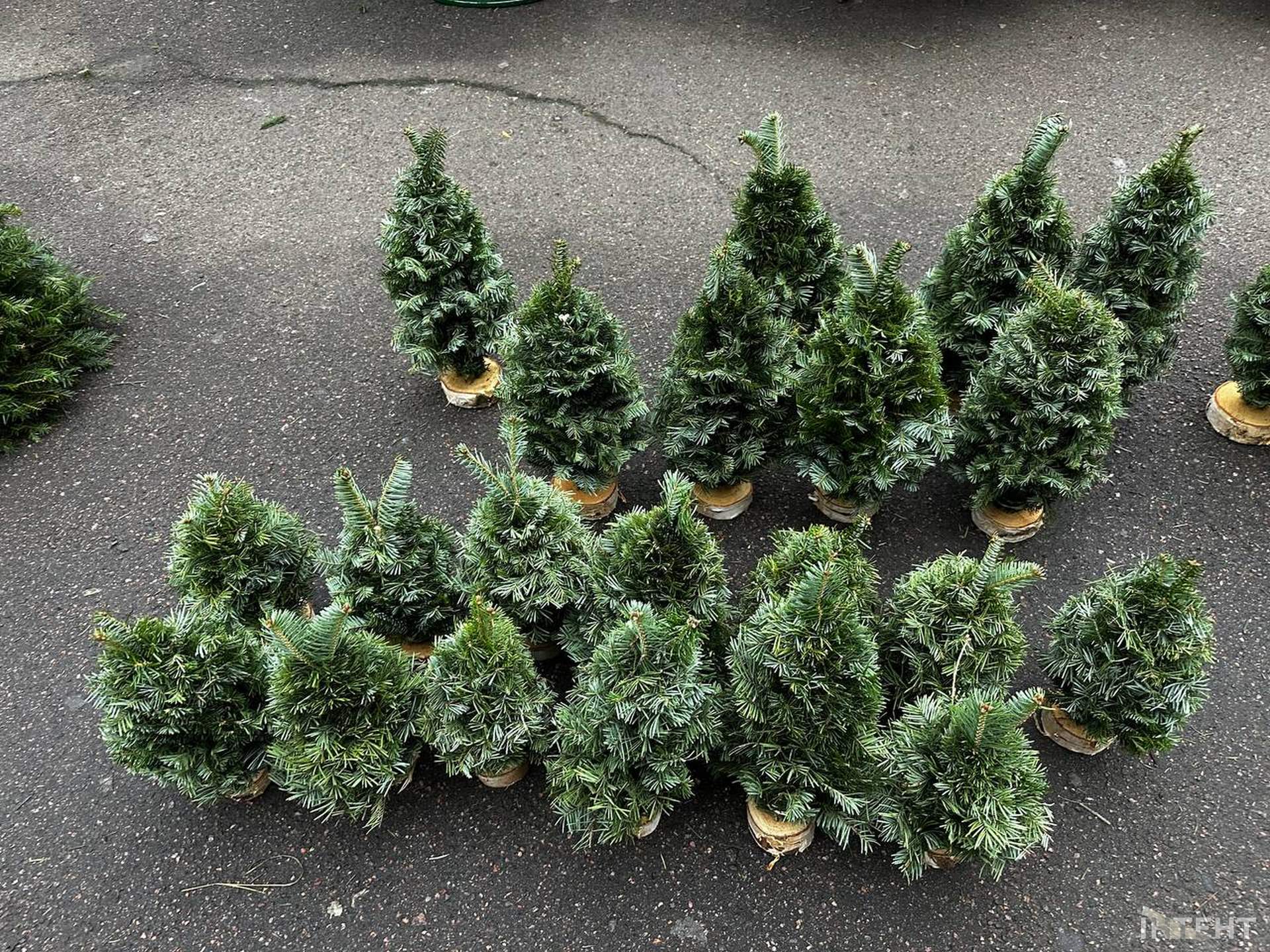 Одеса зазеленіла ялинковими базарами