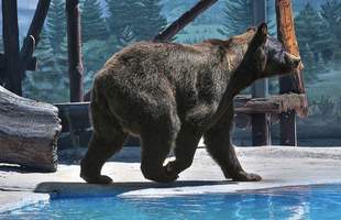 В Одеському зоопарку помер ведмідь Бумер