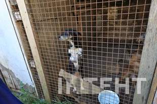 На Одещині під час атаки згорів притулок "Люблячі серця": загинули 13 тварин