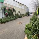 Одеса зазеленіла ялинковими базарами