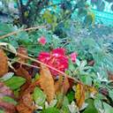 Зимові квіти: через аномально теплу погоду на Одещині зацвіли троянди