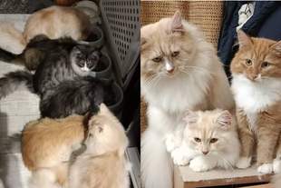 После обстрела Херсона 16 котов получили новую жизнь: история спасения