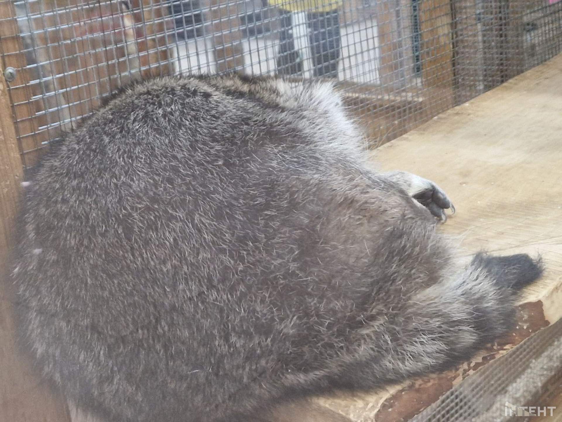 Одесити влаштували акцію протесту з вимогою врятувати єнота з контактного зоопарку