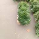 Одеса зазеленіла ялинковими базарами