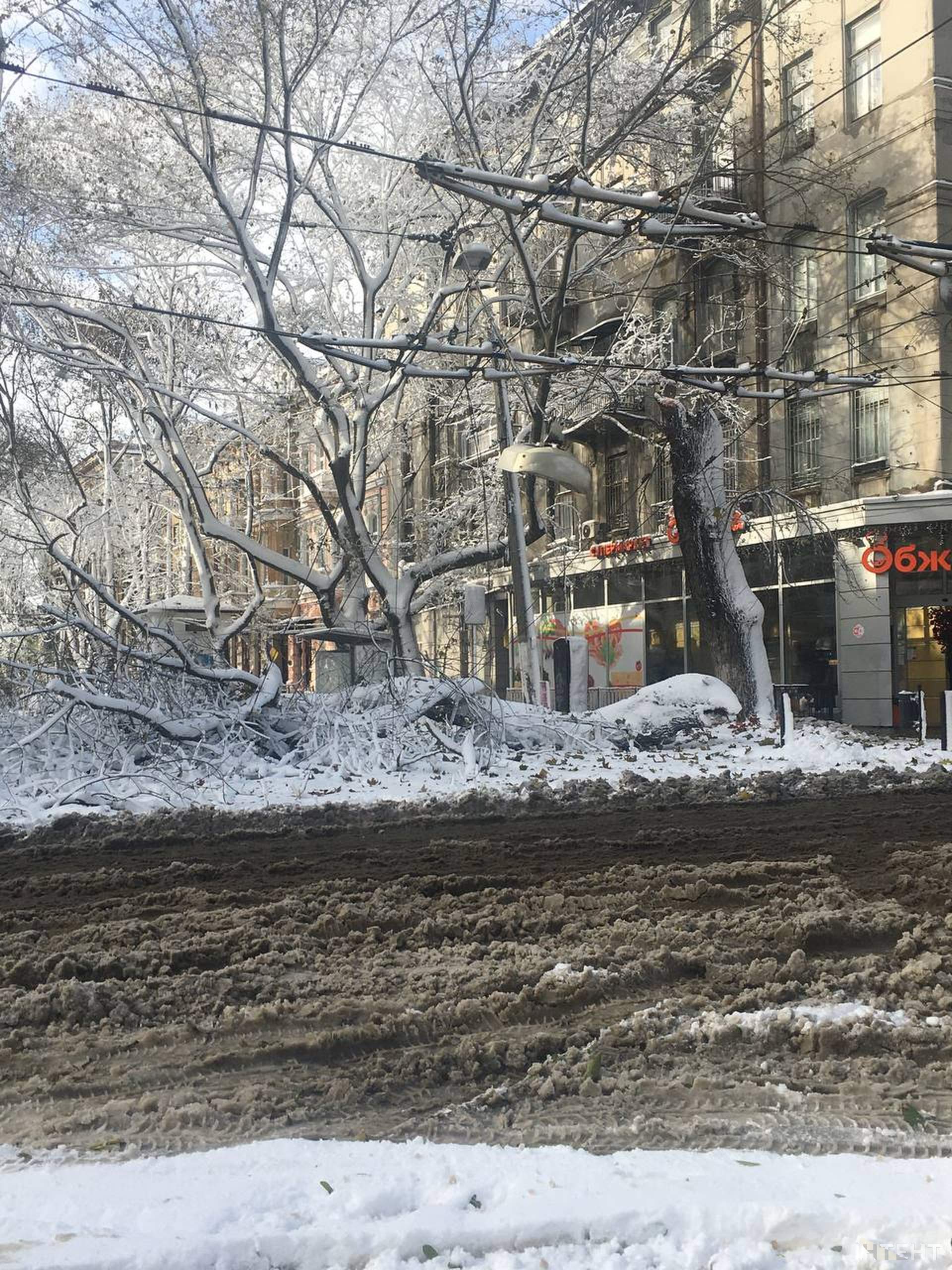 Повалені дерева та засніжена Одеса у світлинах Інтента