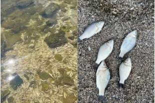 Масовий мор риби на Миколаївщині: екологи показали, що відбувається на березі лиману
