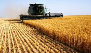 Ціни на агропродукцію Миколаївщини підвищились у два рази