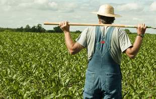 Farmer from Mykolaiv region to stand trial for land pollution