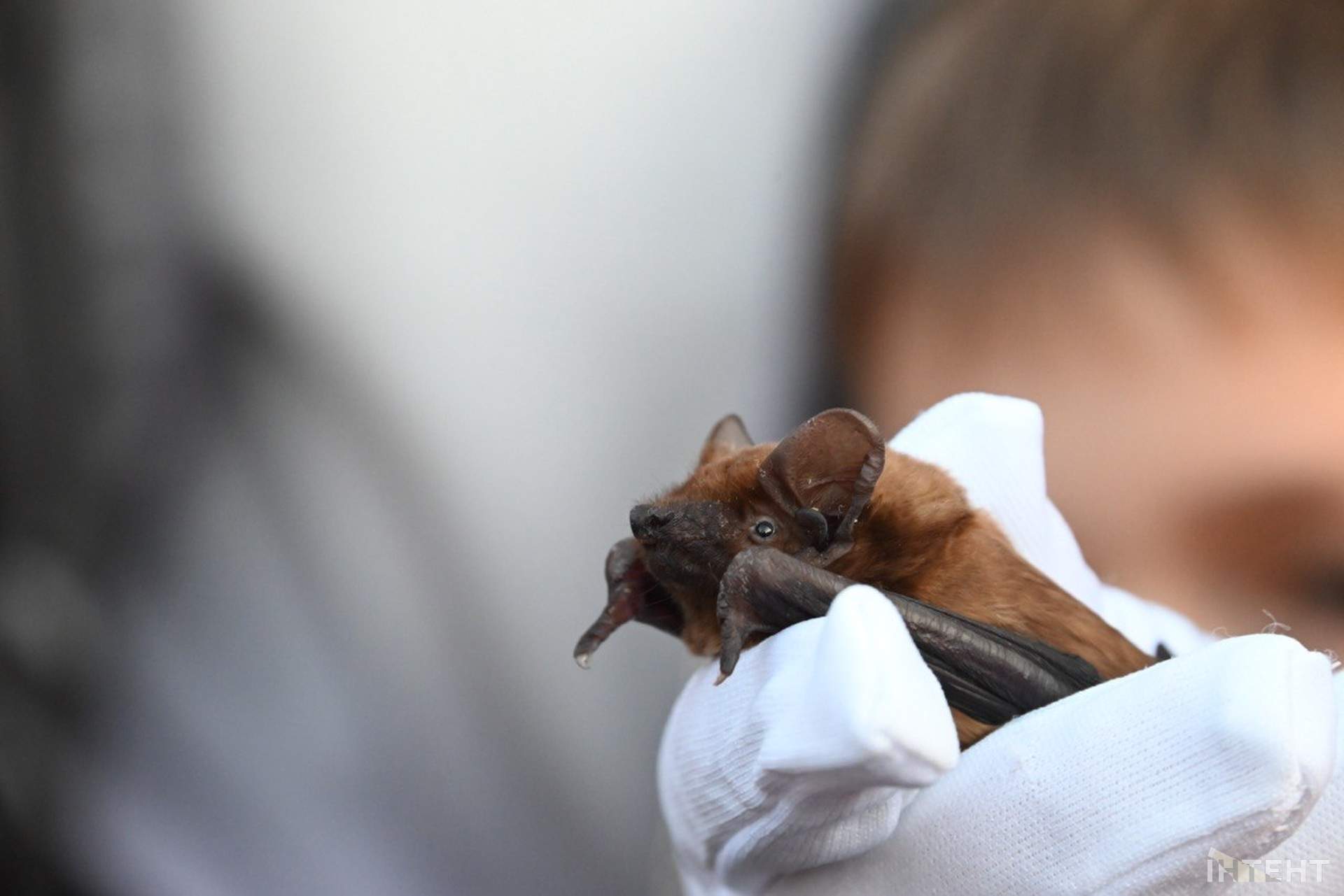 В одеському парку вперше випустили реабілітованих кажанів