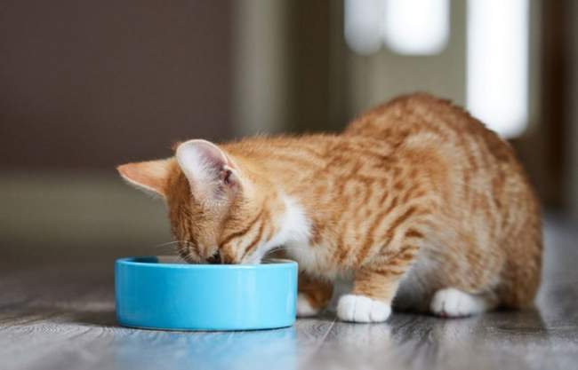 How to choose the right food for cats