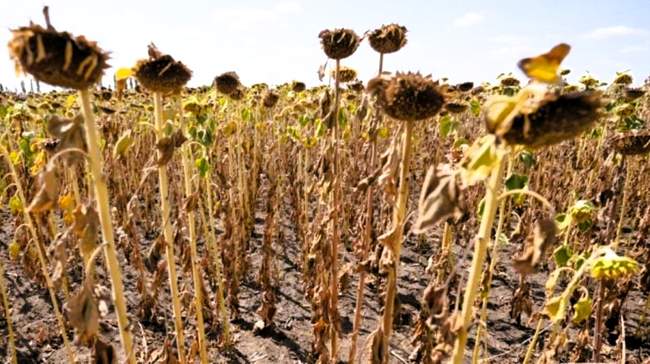 ФОТО: Kurkul.com