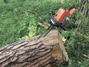 В Одесі за спиляння дерев планують сплатити без аукціону майже 3 мільйони