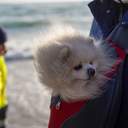 Вдвічі більше місць ніж торік: в Одесі відсвяткували Водохреще