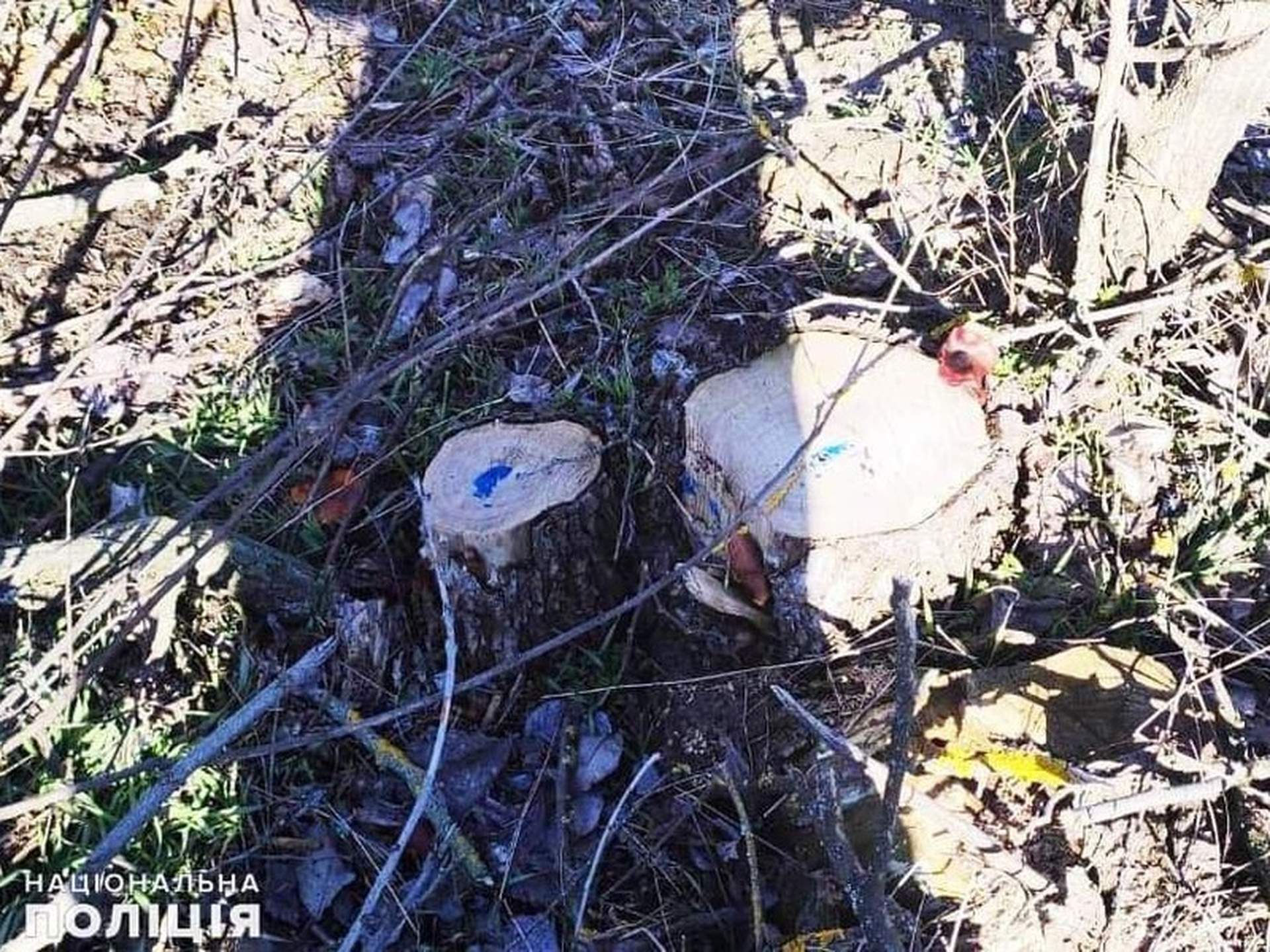 "Чорні лісоруби" Миколаївщини завдали збитків державі майже на пів мільйона