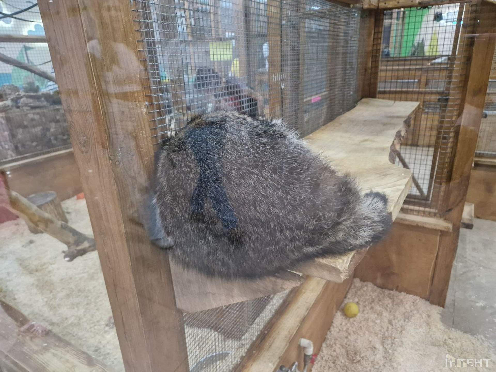 Одесити влаштували акцію протесту з вимогою врятувати єнота з контактного зоопарку