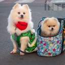 Одесою пройшла перша спільна коляда