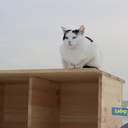 Как усатые жители Лузановки справляли новоселье