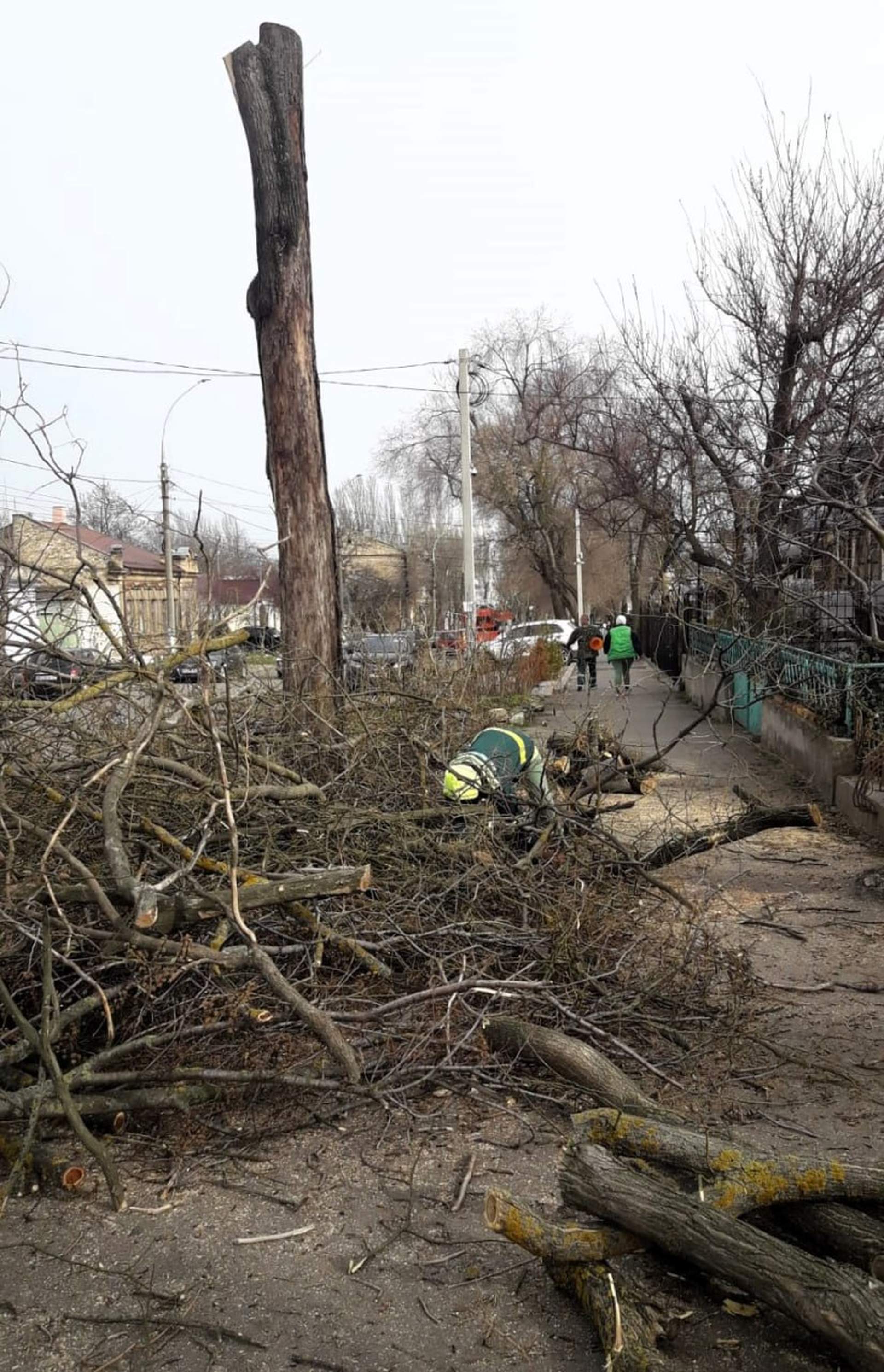У Миколаєві знову знищили дерева