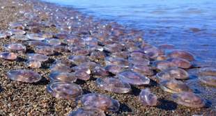 Через аномальну спеку в морі біля побережжя Криму додалося неприємностей для туристів