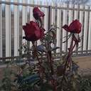 Зимові квіти: через аномально теплу погоду на Одещині зацвіли троянди