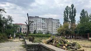 У Миколаєві обговорили вирубку дерев для будівництва укриття в лікарні