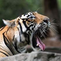 Tigers