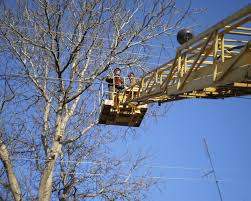 В Одессе подрежут более тысячи деревьев за два миллиона