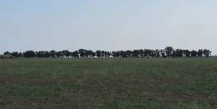 Oshchadbank did not find anyone willing to buy 60 hectares near Odesa for 151 million