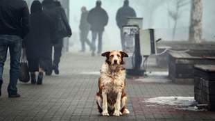 У Миколаєві визначились з відповідальним підприємством за утилізацію тварин