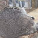 Одесити влаштували акцію протесту з вимогою врятувати єнота з контактного зоопарку