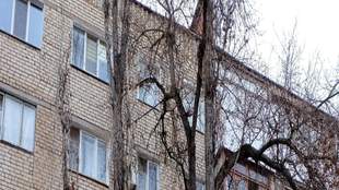 Миколаївці звернулись до комунальників щодо аварійних лавок і сухих дерев