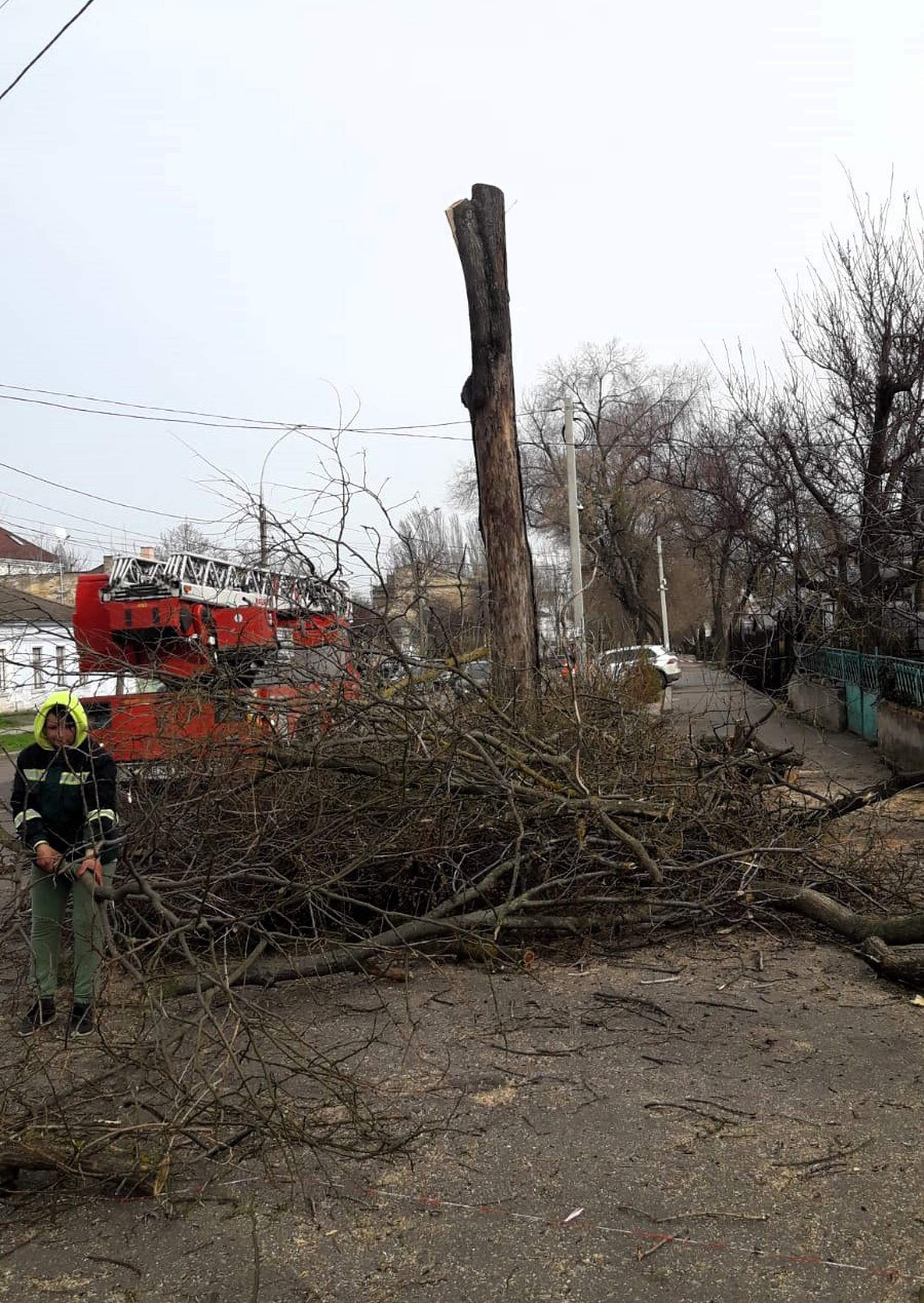 У Миколаєві знову знищили дерева