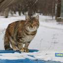 Как усатые жители Лузановки справляли новоселье