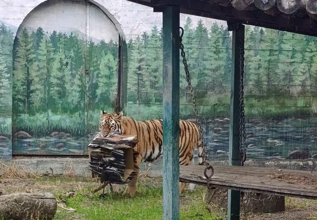 PHOTO: Odessa Zoo/Facebook