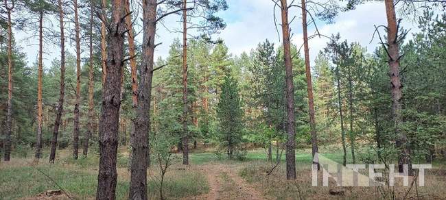 Ліс у Саврані. ФОТО: Інтент / Геннадій Голубев