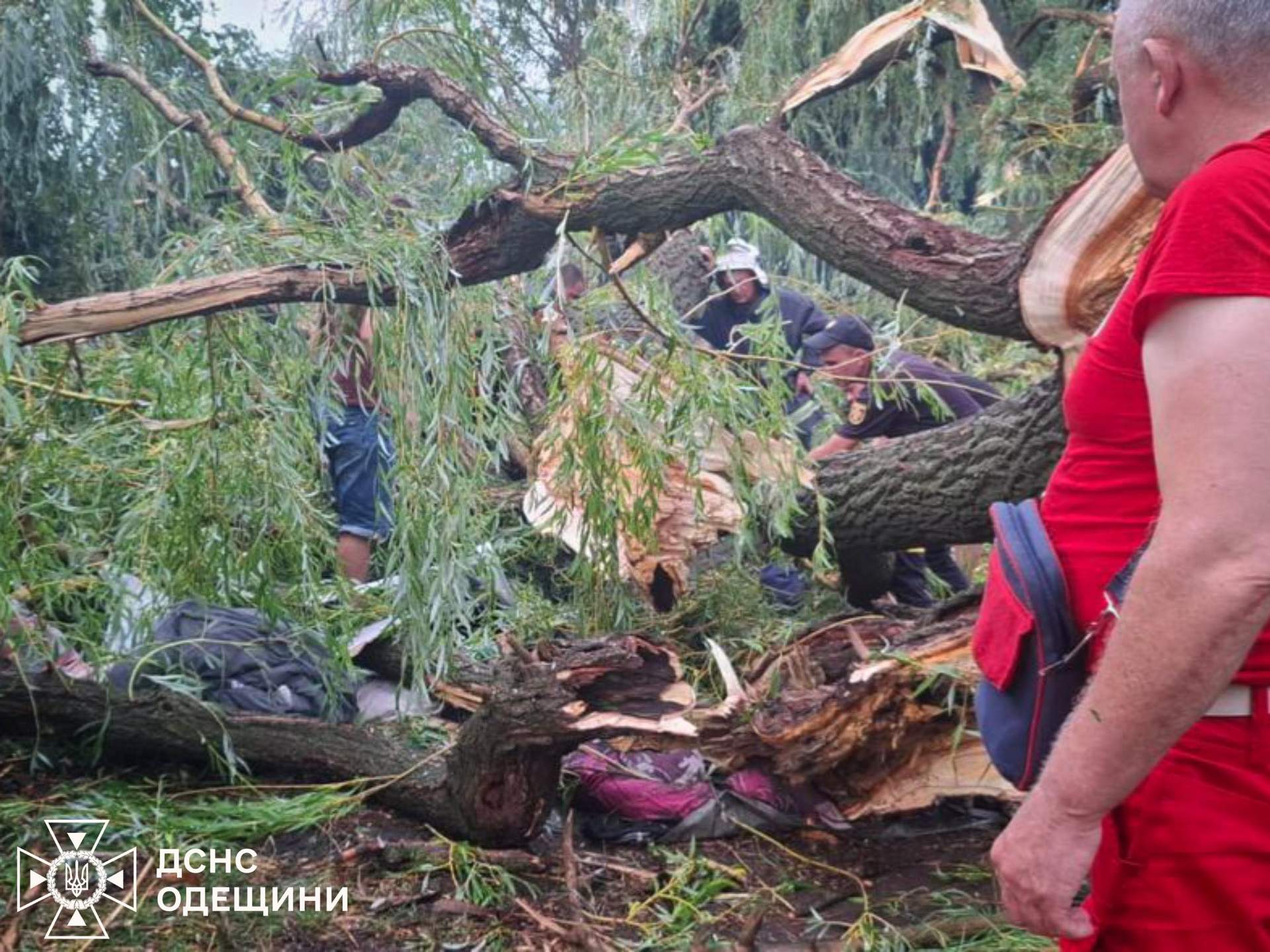 На Одещині впале дерево вбило підлітка та поранило ще чотирьох