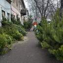 Одеса зазеленіла ялинковими базарами