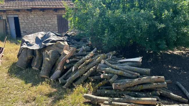 Felling of trees. PHOTO: Mykolaiv Regional Prosecutor's Office.