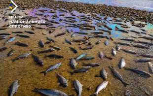 Massive Fish Washout in Sevastopol Linked to Russian Tankers' Oil Leak