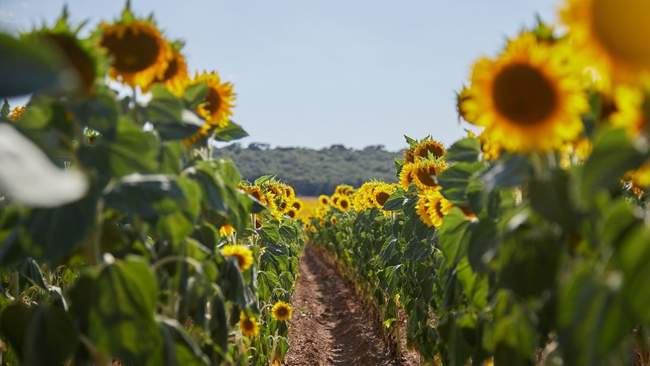 ФОТО: pixabay.com